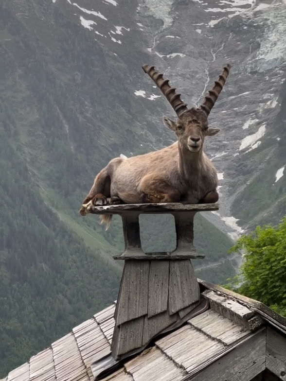 Markhor King of Valley greponvisuals / vc  #markhor #nature #wildlife #pakistan 