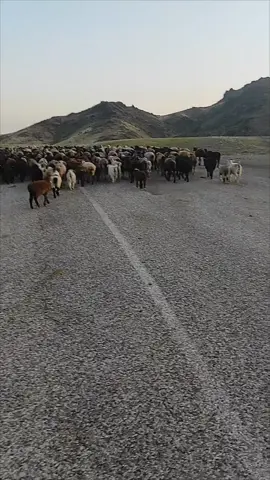 Барон как всегда работает.