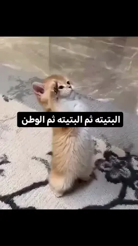 #فلوكات 