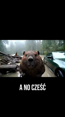 Dzień 3 #bober 