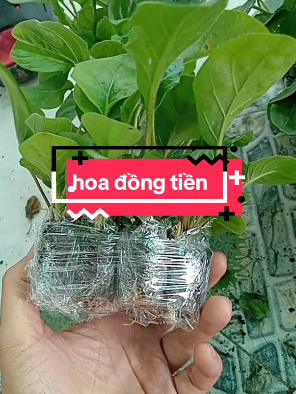 hoa đồng tiền #yeuhoa #64_vinhlong #nghienvuon 