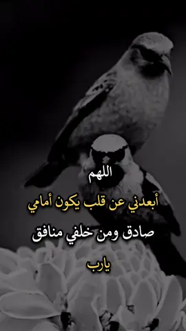 #عباراتكم_الفخمه🦋🖤🖇 #عبارات_جميلة_وقويه😉🖤 #افضل_عبارة_لها_تثييت 