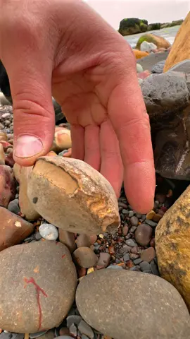 Exposing a perfect Jurassic Belemnite (Squid-like creature) which was in a large loose shale slab hidden within lots of beach pebbles 🦑🦑 This is the ‘Belemnite Guard’, which was the tough inner part of the belemnite 🏝 The soft tissue rarely preserved properly, however many great examples have been found in other parts of the world 🌎 Thank you in advance for supporting our page! 🐊 #natural #nature #fossil #fossils #ancient #animals #art #ammonite #ammonites #dinosaur #scientist  #minerals #paleontology #whitby #geologist #dorset #geology #charmouth #jurassic #yorkshire #fyp
