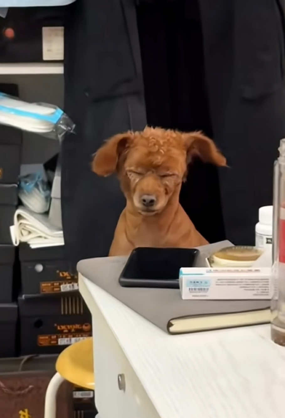 The dog is sleepy #happy #funny #funnyvideos #cute #pets #funnyanimals #usa🇺🇸 #funnydog #foryou 