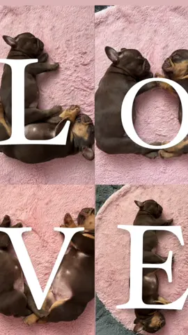 #frenchbulldogpuppy 