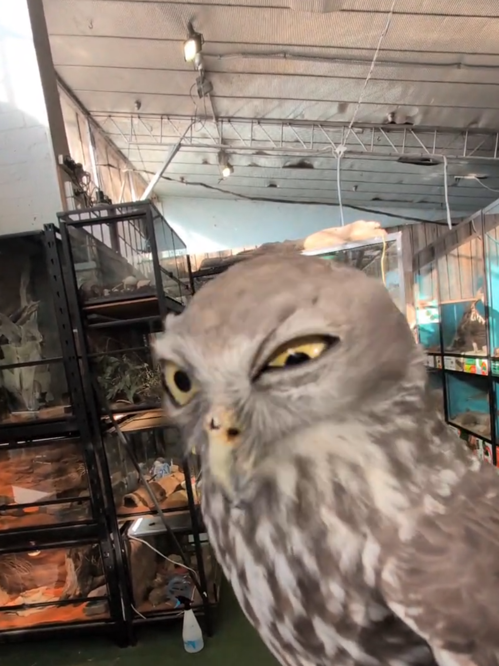 Exploring HQ with Connor 🧡💚 #reptileencounters #australianwildlife #connor #barkingowl