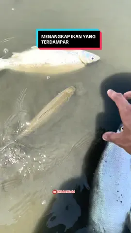 Menangkap ikan ikan terdampar saat air surut😍 #indo1team #menangkapikan 