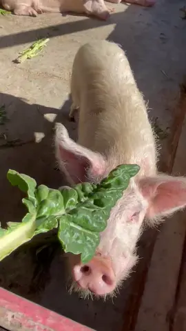 🐽❤️🐽 #creatorsearchinsights #youthagrisuccess #piggy #pigs  #makukhanyekubekuhle👏🏽🕯🥹 #farmfun #makukhanye🕯️🕯️🕯️🕯️ #womaninfarming #agriculture #makefarmingfashionable #farmlife 