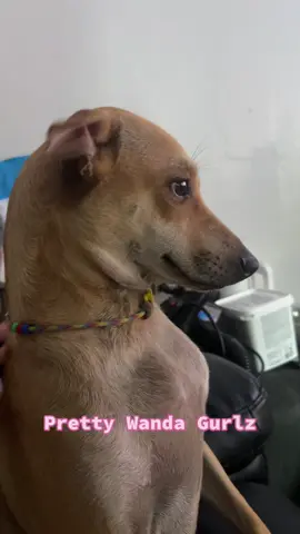 Hello! Malapit na po ako mag 1 year old #dogsoftiktok #rescuedog #aspin #fyp 