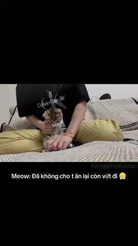 M hành t quá sen ơi #cat #meo #pet #viral #xuhuong #haihuoc #funny #fyp 