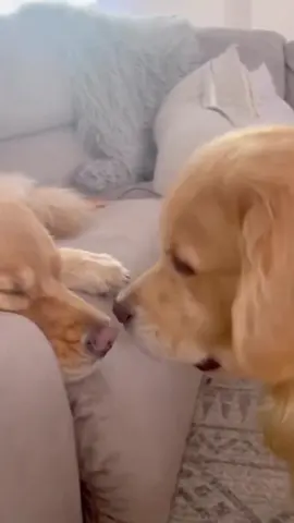good boi scares the bad dreams away (ig goldengirl_xena) #dog 