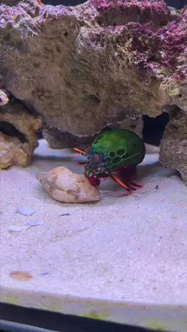 Mantis shrimp vs Donax clam #mantisshrimp #ocean #animal #sawfish