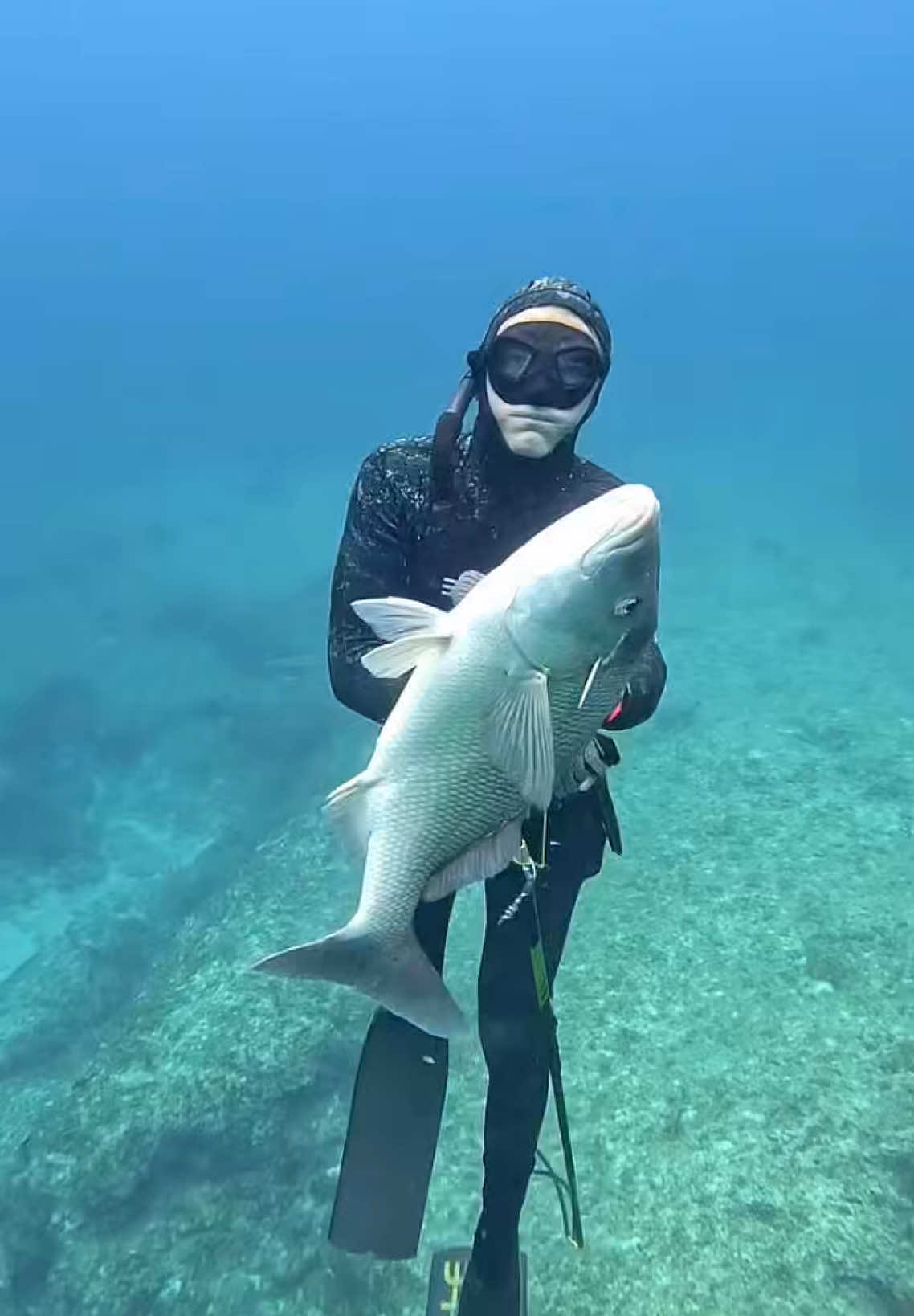 Spearfishing Giant Grouper! #spearfishing #fishing 