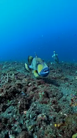 Fish lips 👄 #AnimalFacts #facts #historytok #fact #doyouknowthis #doyouknow #mindblowing #interestingfacts #mindblowingfacts #factsyoudidntknow 