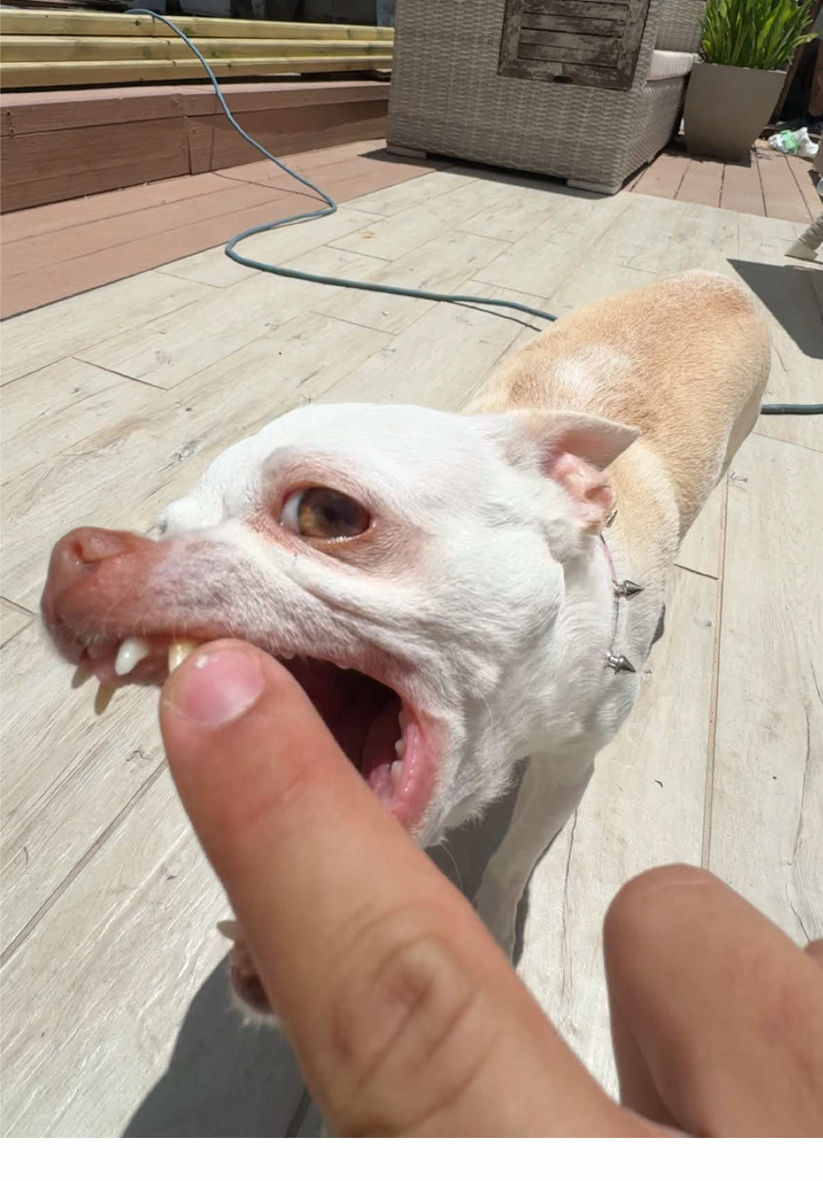 Why she always waiting to bite me(היא כאילו מחכה לי מראש לנשוך אותי) @Eviatar Ozeri @Nikiozeri #chihuahua #dogs #kuchikuchi #angrydog #nikiozeri #niki #dog #mreviatar 
