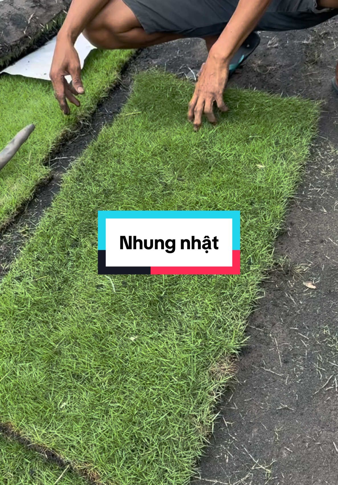 Nhưng Nhật sự lựa chọn cho sân vườn hoàn Hảo #hoakiengthanhnam #cosanvuon #thietkesanvuon #conhungnhat #sanvuon 