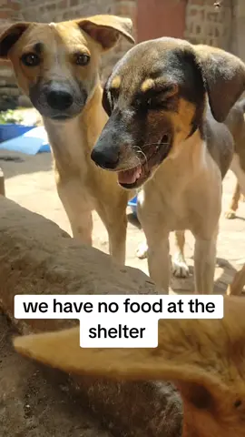 please 🙏🙏 we have no food at the shelter please 🙏