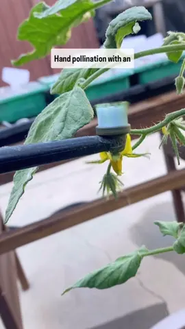 Tomatoes are the only plants that I consistently hand pollinate in my garden because it is easy and has huge results!However, it is possible to hand pollinate other plants as well with various methods.  Even though heat can mess up tomato pollination, once fruit is set I have never had any problems because of the heat. For that reason I’m always consistent with hand pollination in June to guarantee a good harvest.  If you hand pollinate in your garden do you ever use any other methods? Here is my blog post with more info: https://farmerxfoodie.com/increasing-tomato-yield-how-to-pollinate-your-tomatoes-by-hand/ #smallgarden #tinygarden #tomatoes #pollinate 