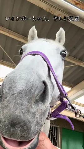 馬のお口はリラックスしているとゆるゆるです🐴 #福岡大学馬術部 #福大馬術部 #福岡大学 #福大 #馬 #可愛い #レインボー #ネタ切れ #動物 #リラックス 