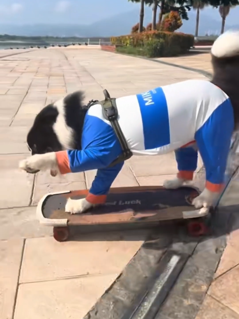 This Border Collie’s got style and skills #dog #dogsoftiktok #doglover #bordercollie #funny #pet #smart 