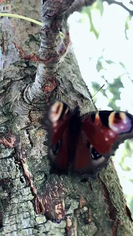 Aglais io, yang dalam bahasa Inggris dikenal sebagai European peacock atau kupu‑kupu merak, adalah spesies kupu‑kupu cantik dari keluarga Nymphalidae yang memiliki pola mata besar di sayapnya. Berikut rangkuman biografi dan ciri pentingnya: 🌿 Deskripsi & Taksonomi Nama ilmiah: Aglais io (Linnaeus, 1758) Terdapat dua subspesies: A. io caucasica (Azerbaijan) A. io geisha (Jepang & Timur Jauh Rusia)  Sayap rentang 50–60 mm. Warna dasar merah bata dengan ocelli atau “mata palsu” di tiap sudut sayap, berwarna hitam–biru–kuning–putih; bagian bawah sayap berwarna gelap, coklat hingga hitam—sebagai kamuflase . 🔬 Persebaran & Habitat Ditemukan di Eropa dan Asia beriklim sedang, hingga Jepang, dari dataran rendah hingga ketinggian 2.500 m . Habitatnya meliputi hutan, ladang, taman, dan kebun. Dewasa sering bermigrasi dan mudah ditemukan, bahkan muncul lebih awal saat musim semi karena mereka melalui hibernasi  🐛 Daur Hidup & Perilaku Telur: Diletakkan di kelompok (30–500 butir) pada daun jelatang (Urtica) atau tanaman hop. Bertelur di awal musim semi  Larva: Kumbuh menjadi ulat hitam berkilau dengan duri pendek dan bintik putih; hidup berkelompok sampai siap kepompong . Pupa: Berwarna abu–abu, coklat, atau hijau; bertahan 2–4 minggu sebelum menetas . Dewasa: Muncul Juli–Oktober, kawin setelah bangun dari hibernasi, dan dapat mengalami satu atau dua generasi per tahun—tergantung lokasi dan iklim  biocommunication.org 🛡️ Strategi Bertahan & Perdebatan Kamuflase & mata palsu: Bagian bawah sayap gelap membantu menyamarkan diri saat beristirahat, sedangkan mata palsu di sayap atas menciptakan efek menakutkan terhadap predator seperti burung & tikus . Suara desisan: Dengan menggosokkan sayapnya, kupu‑kupu ini mampu menghasilkan suara mendesis sebagai pertahanan tambahan . 🍯 Makanan & Ekologi Ulat mengonsumsi daun jelatang dan hop . Dewasa meminum nektar dari berbagai bunga: buddleia, dandelion, thistle, bluebell, betony, hemp agrimony, clover, cherry, akan tetapi juga mengonsumsi getah pohon dan buah yang membusuk  Berperan sebagai penyerbuk pendamping bunga-bunga tertentu, suaranya juga menyediakan kontribusi penting ekologi. 💚 Status & Konservasi Populasi Aglais io stabil atau bahkan meningkat, tidak termasuk dalam daftar spesies terancam. Bahkan luas jangkauannya secara perlahan meluas karena adaptasi terhadap perubahan iklim.  #animal #hewan #kupukupu 