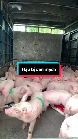 10/6 70 hậu bị đan mạch về nhà mới . Cảm ơn mn đã tin tưởng và ủng hộ🥰#longiongdep #xuhuong #trending #xuhuongtiktok #thinhhanh #channuoiheo #longiong #haubidanmach #haubi #heogiong #heogiongdep #fyp #channuoi #lợn #CapCut #thuocthuy 