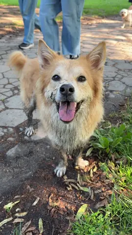 Simon had a little bit TOO much fun at off-leash hours with @Alexa this morning 😂