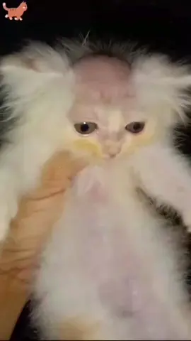 #funny #funnyanimals #funnyvideos #pet #cute #fyp 