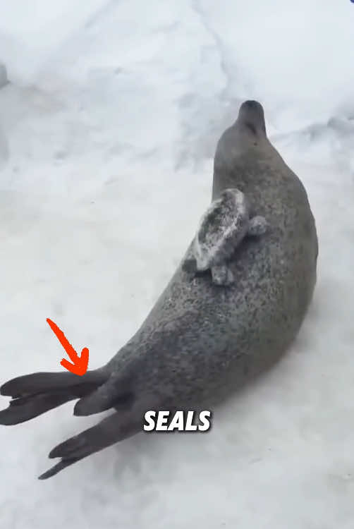 Seal tail#animals #fyp #funny #tiktok #seal 