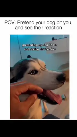 Funny and cute dogs compilation 🤣… #funnydog #funnypet #cutedog #dogsoftiktok #doglover #dog 