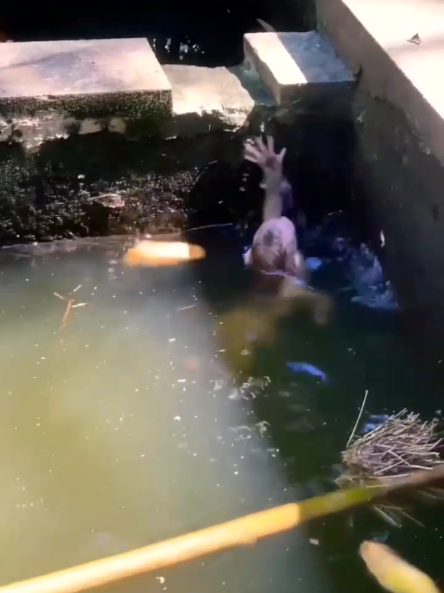Help help #monkey #baby #tixtok #animals 