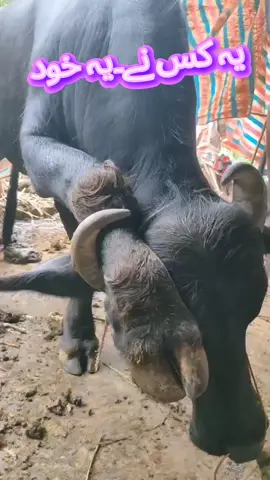 #creatorsearchinsights  #eidmubarak #CapCut #viral?videotiktok😇😇 #yousaf66669999 #viral #tiktok #trending #trend