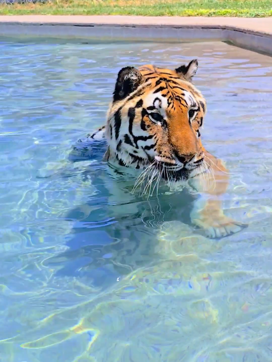 Pool party!! #poolparty #tiger #bigcats #pool #Summer #animals #outofafricapark #outofafricawildlifepark #fyp #cat 