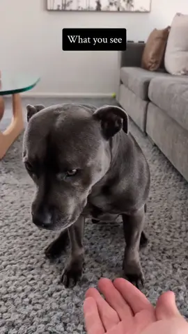 She was so little 🥹 #staffy #staffylover #staffysofinstagram #staffylife #staffiesofinstagram #staffymoments #loveher #mygirl #dog #dogsofinstagram #dogowners #dogdad #doggosofinsta #petsofinstagram #petowner #funnydog #doglife #doglover #dogoftheday #instadog 