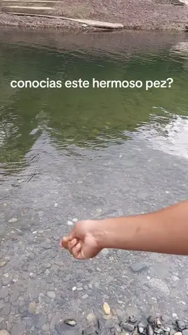hermosa biajaca capturada con anzuelo #fishing #biajacas #tilapia #rios #naturaleza #pescando #presa #fyp #video #paratiiiiiiiiiiiiiiiiiiiiiiiiiiiiiii #tik_tok 🐟🎣🦀🦞