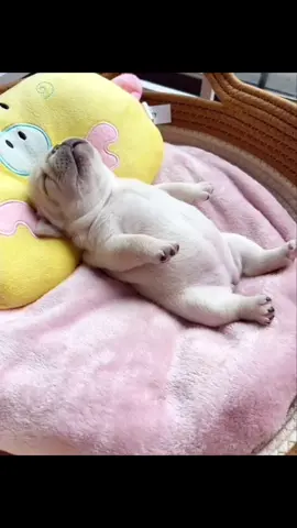 Pray for pibble 🙏#prayforpibble #pibble #pibblesleeping #zzz #edit #umm #fyp #fypシ #viral #goviral #ineedviews 