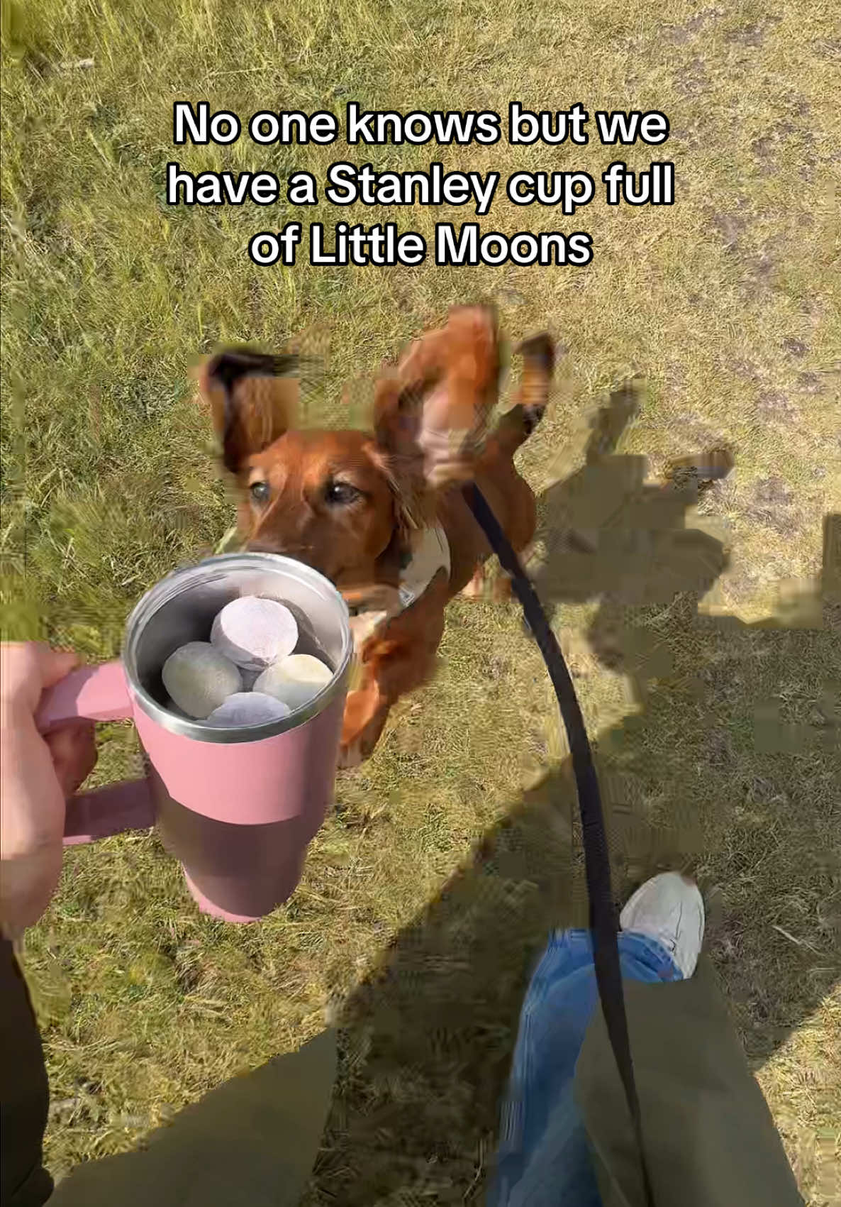 An evening walk with the goodest boy and the goodest snacks 🐶🍡 #fyp #foryoupage #littlemoons #sweettreat