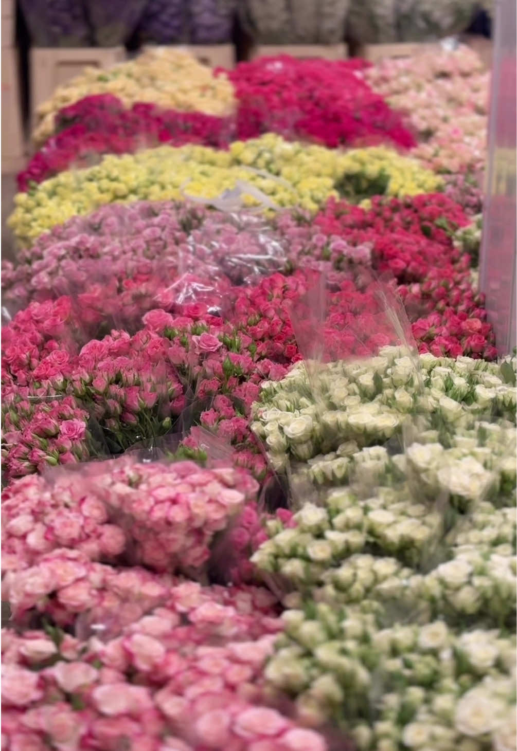#ورد #ورد_طبيعي #fyp #lilys #باقات #اكسبلور #اكسبلورexplore #foryou #lily  