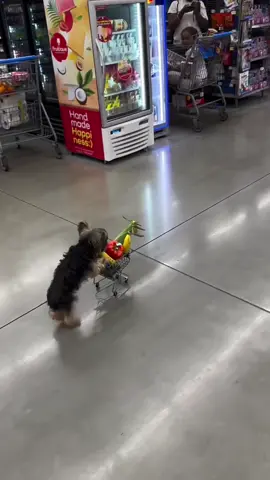 cute dog shopping for groceries (song: ilyTOMMY - fine shyt) #ilytommy #fypシ #explorepage #fypシ゚viral #underground #dogsoftiktok #dogs #grocerystore #memes #memecut #pets #xyzbca #PetsOfTikTok #doglover #cutedog #fypdongggggggg #animals #hoodtrap #jerk #wtf #whatthehelly #tiktokviral #tiktok 