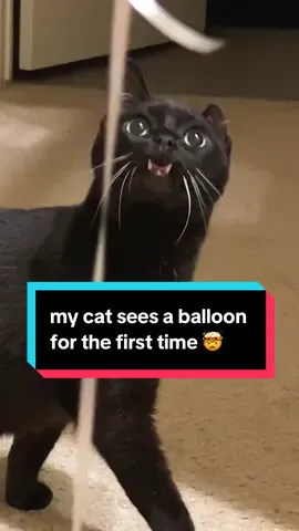 my cat sees a balloon for the first time 🤯  #cat #funnycat #cutecat #blackcat #catperson #oneeareduno