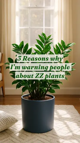 Warning: ZZ Plants may transform your home decor in ways you never thought possible! #zzplantcare #zzplants #indoorplantsdecor #indoorplants 