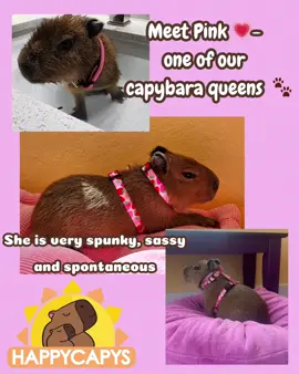 Come hang out with Pink and her siblings TODAY!!! 💞 Get your spot at happycapys.org 🐾 #capybara #FamilyFun #florida #SnackTime #Summer #Fun #happycapys