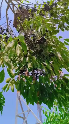 🥰🥰🍃🍃💯