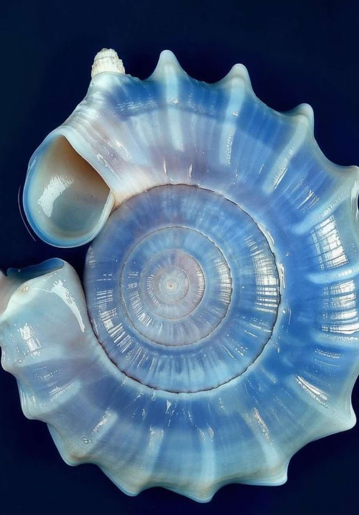 from atlantic ocean  #seashells #nautilus #flowers #flower #animuspax #cute #positive #beauty #planets #dreamcore #corecore #liminalspaces #nature #liminal #viral #liminalspace #vibe #backrooms #nostalgia #comfort #windows #toryou #circles #edit #teamwork #radiohead #landscape #windows #blackcircle #space #star #postphotography #hopecore #aesthetic #foryou #tumblr #collage #dreamcore #weirdcore #forest #water #Summer #abstract #ethereal #sun #nostalgia #hands #photography #digitalcam #film #butterfly #stars #sparkle #foryourpage #ocean #seagull #art #photography #artbook #pinterest #tumblr #contemporaryart #forest #collage #videoart #melancholy #fypシ #fyp 