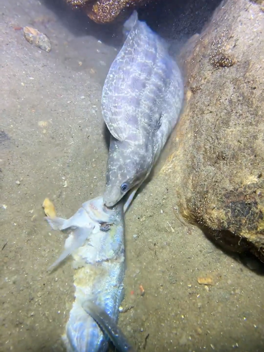 #beach #murena #ocean #fishing #seafood #diving 