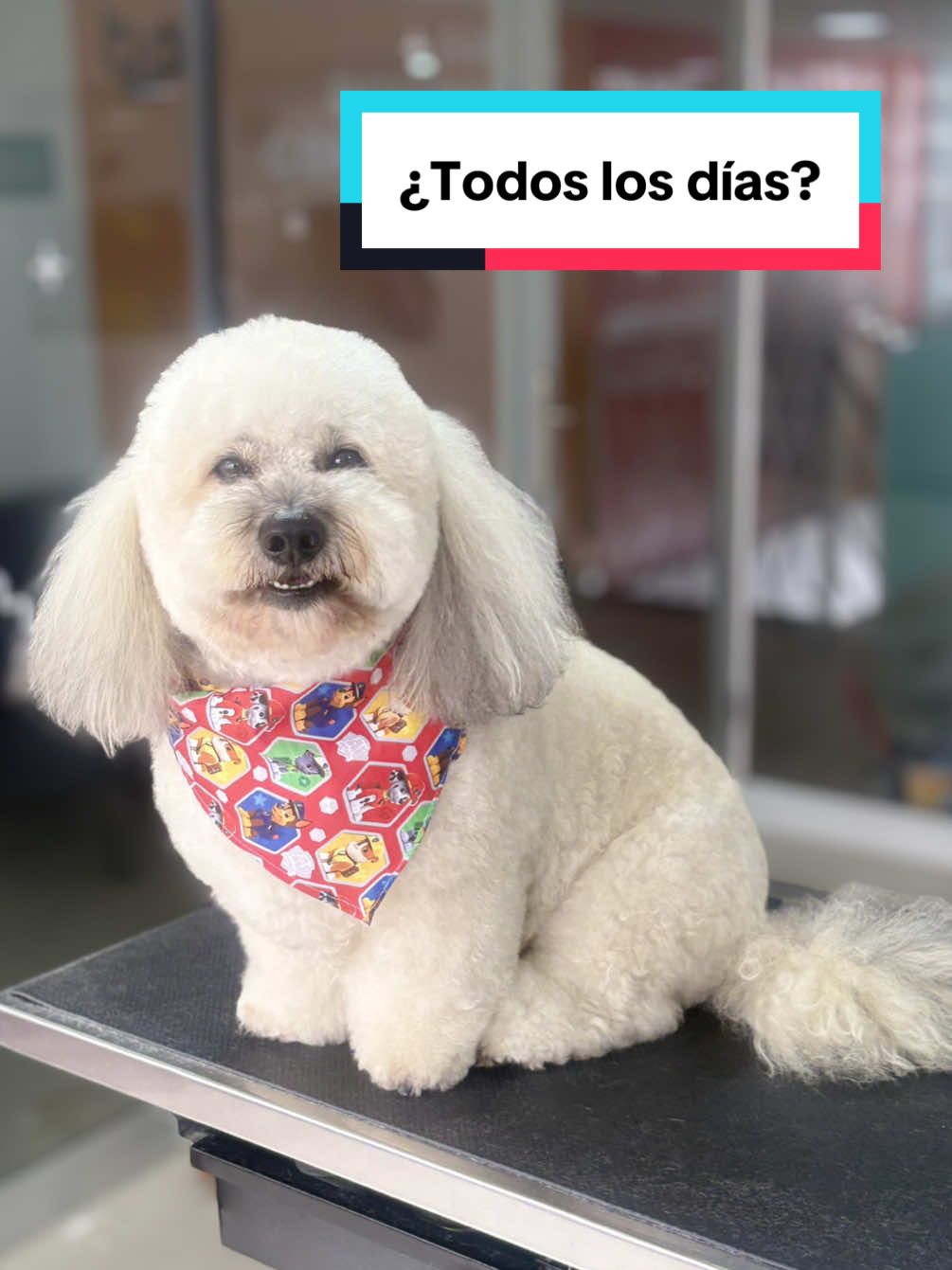 POV: Eres peluquero canino 🐾 #fy #bogota #esteticacanina #grooming #groomersoftiktok #peluqueriacanina #poodle #doggrooming #chistososvideos 