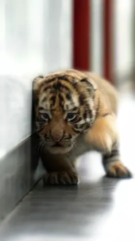 So cute❣️#baby #TIGER 