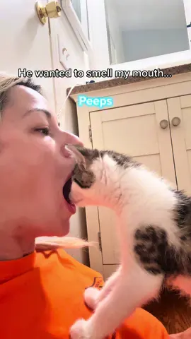 ✨Follow if you LOVE cats 😸 I was just trying to cuddle… and this kitten stuck his whole head in my mouth 💀   #funnycat #catvideo #kittenchaos #catbehavior #foryou #viral #viralvideo #catsoftiktok