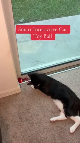 Tulenxi Smart Interactive Cat Toy Ball - 3-Speed, Bird Sound, Flashing Tail, Auto-Sensor, Type-C Fast Charging, Silicone Safe Play #cat #catsoftiktok #cattoy #cattoys #interactiveball #interactivecattoy #interactivecattoys 