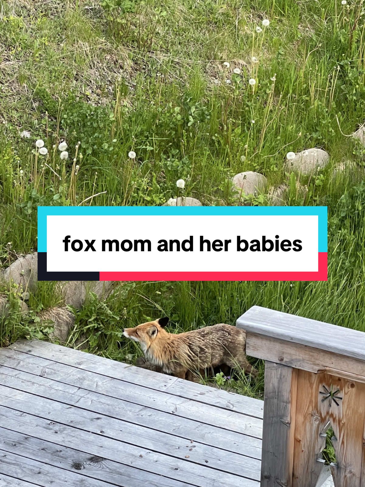 Fox mom feeding her babies in my backyard 🥹🧡 #nature #fox #wildlifeencounters #babyfox #naturecaptures